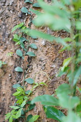 green lizard on the tree