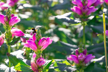 Chelone flower on a blurred background. Wildlife beauty. Flowering flower. Flying pollinating...