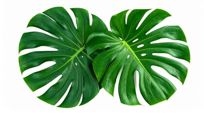 Dark green leaves of monstera or split leaf philodendron (Monstera deliciosa) tropica