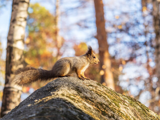 Squirrel in autumn or spring with nut on the green grass with fallen yellow leaves