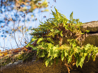 Common polypody fern Polypodium vulgare grows among thick moss.