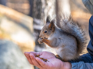 A squirrel in the spring or autumn eats nuts from a human hand. Eurasian red squirrel, Sciurus vulgaris