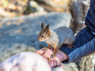 A squirrel in the spring or autumn eats nuts from a human hand. Eurasian red squirrel, Sciurus vulgaris