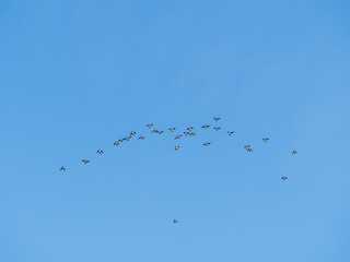 Flock of geese in flight