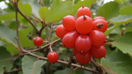 Obraz premium Viburnum opulus: Red berries of Guelder rose in autumn, close up