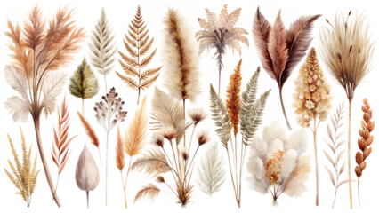 Bohemian dried floral arrangement with pampas grass, ferns, and eucalyptus, isolated on transparent background