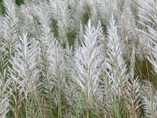 Beautiful Kashful Field in Rural Bangladesh during Autumn Season
