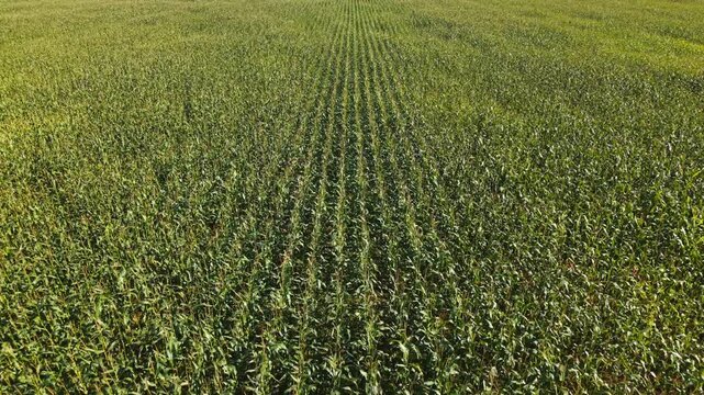 Aerial view of lush green cornfield symbolizing growth and abundance