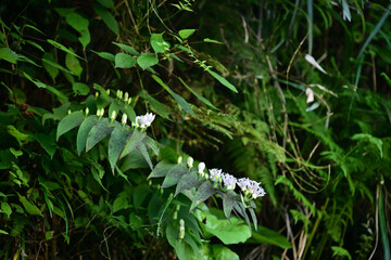 山に自生するホトトギス