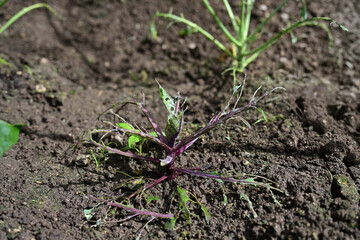 虫に食べられたレッドキャベツの苗