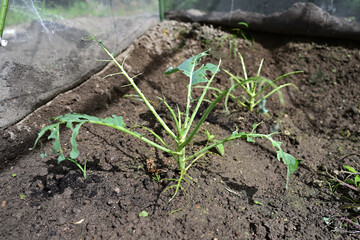 虫食いにやられた野菜の苗