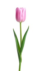 A single, pristine pink tulip stands tall against a plain white backdrop, capturing its elegant simplicity