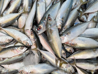 Fresh fish in the markets of Thailand. Fresh seafood variety fish sell in traditional asian market Thailand. fresh fish Food at market street. 