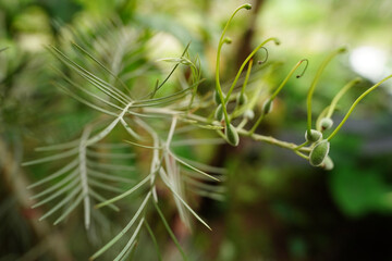 Close-up of Grevillea. Grevillea or Silky oak ot Spider flower branch with silver leaves image, close up.