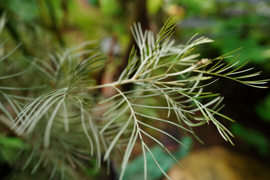Close-up of Grevillea. Grevillea or Silky oak ot Spider flower branch with silver leaves image, close up.