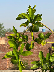 Fresh green limes growing on a branch bathed in sunlight with vibrant leaves ready to pick