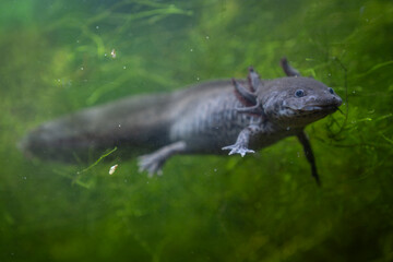 A grey-colored axolotl is swimming below the surface with a green background.