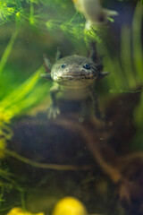 A grey-colored axolotl is swimming below the surface with a green background.
