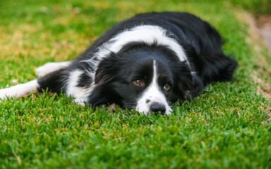 Cute Border Collie Lying on Lawn in Backyard Garden