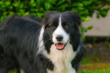 Black and White Border Collie Portrait on Lawn