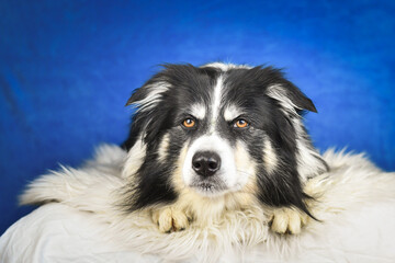 Calm Border Collie Posing Against Blue Background. A well-groomed black and white Border Collie is lying on a soft white faux fur blanket, placed over a crumpled white sheet. The dog gazes calmly