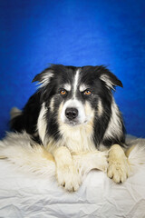Calm Border Collie Posing Against Blue Background. A well-groomed black and white Border Collie is lying on a soft white faux fur blanket, placed over a crumpled white sheet. The dog gazes calmly