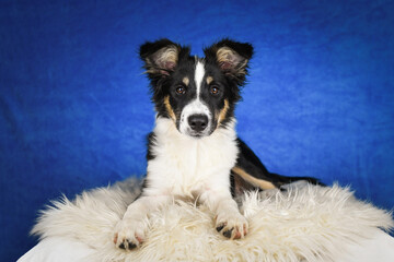 Cute Border Collie puppy lying on fluffy rug in studio. Adorable Border Collie puppy lying on a white fluffy rug against a blue studio background. The young dog looks directly at the camera.