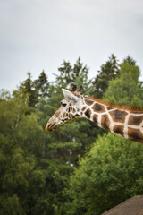Close-up portrait of a giraffe with trees and cloudy sky in the background.	