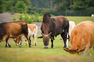 Fototapeta premium Herd of domestic cattle grazing on a green pasture.