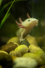 An albino axolotl near rocks in an aquarium.
