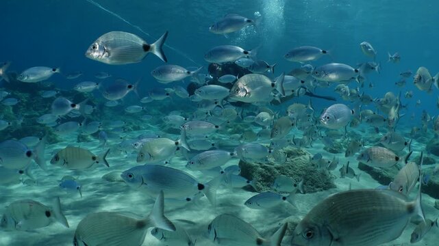 couple underwater diving with fish school around scuba diving