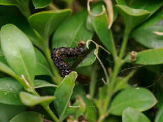 A dried-up caterpillar affected by a pesticide used for boxwood protection.
