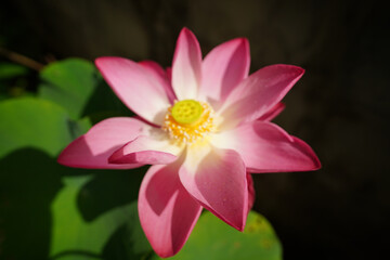 Fototapeta premium Pink lotus flowers are blooming. Beautiful pink lotus flower in full bloom.