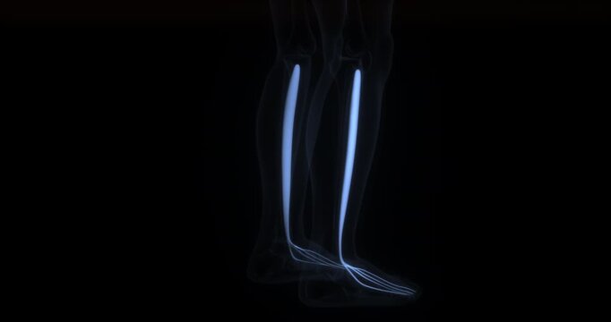 Extensor digitorum longus muscle in human body. X Ray. Loop