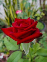 beautiful fresh red rose flower 1. The Beauty Red Rose.