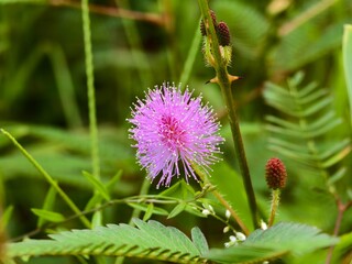 Mimosa Pudica flowers on blurry background