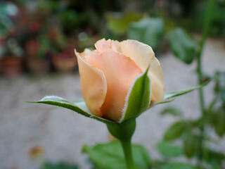 One beautiful orange rose. Close-up of a pink rose.