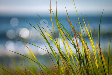 Vibrant green and golden beach grass swaying in the breeze with sparkling sea waves softly blurred in the background under a clear sky on a sunny day