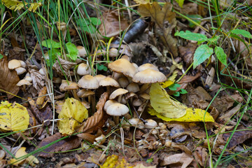 A cluster of small, pale-brown mushrooms with slender stems emerges from the soil, surrounded by a dense forest floor of fallen yellow and brown autumn leaves and green grass. The shot captures a typi