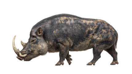 Entelodont "hell pig" Transparent background, PNG file