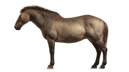 Eohippus prehistoric horse standing Transparent background, PNG file