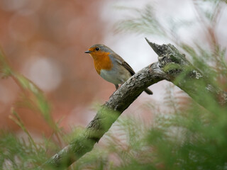 Rotkehlchen, European robin