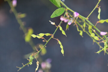 ひっつき虫とも呼ばれるアレチヌスビトハギの果実