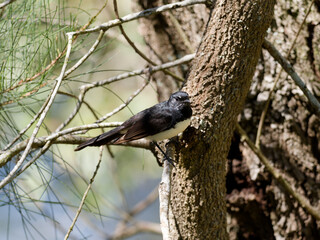Willie Wagtail (Rhipidura leucophrys) perched on a thick tree branch with bokeh background
