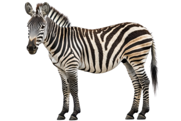 A striking zebra standing gracefully, isolate on white background, showcasing its unique stripes. PNG