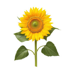 A sunflower isolate on a white background, showcasing its vibrant color and large petals. PNG