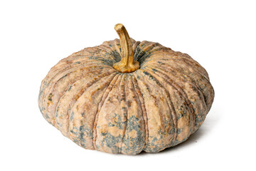 Photo of pumpkin taken with a high-resolution camera using the focus-stacking technique on a white background.