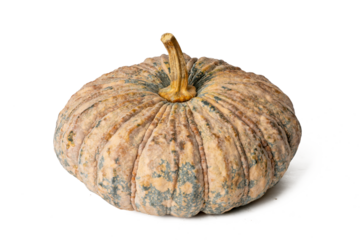 Photo of pumpkin taken with a high-resolution camera using the focus-stacking technique on a white background.