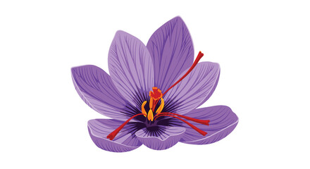 Understanding the delicate beauty and rich history of the fragrant purple saffron crocus flower.