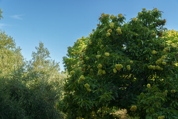 Green burrs growing on a chestnut tree against a clear blue sky